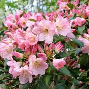 Pink evergreen Rhododendron ‘Percy Wiseman’ in flower.