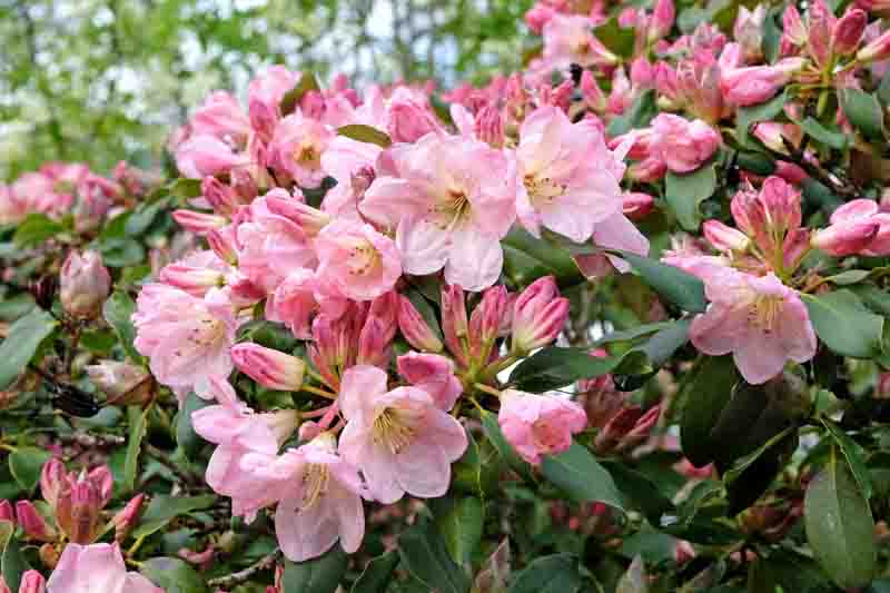 Pink evergreen Rhododendron ‘Percy Wiseman’ in flower.