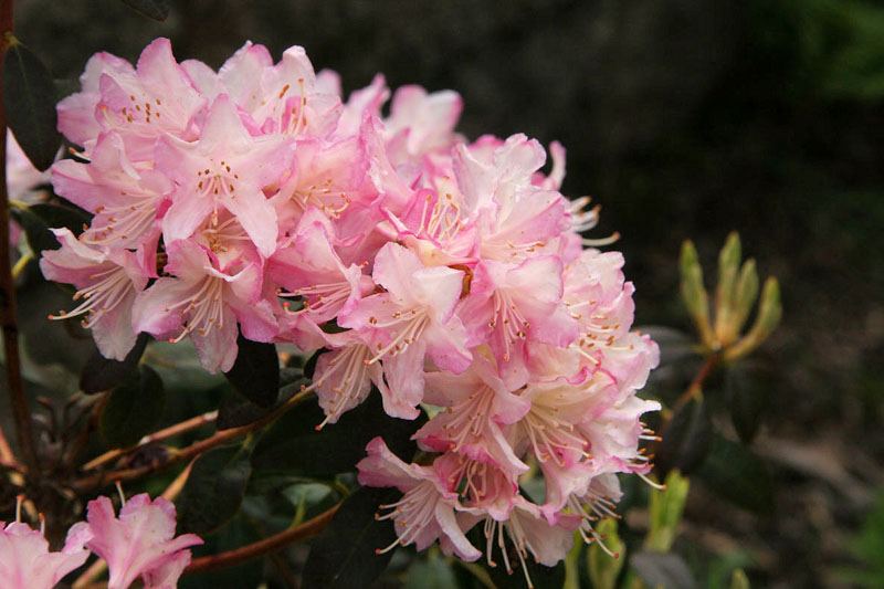 Rhododendron 'Ginny Gee', 'Ginny Gee' Rhododendron, Mid Season Rhododendron, Evergreen Rhododendron, White flowers, White rhododendron, White flowering shrub