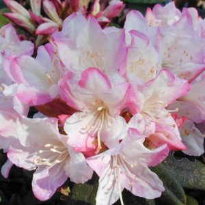 Rhododendron 'Ginny Gee', 'Ginny Gee' Rhododendron, Mid Season Rhododendron, Evergreen Rhododendron, White flowers, White rhododendron, White flowering shrub