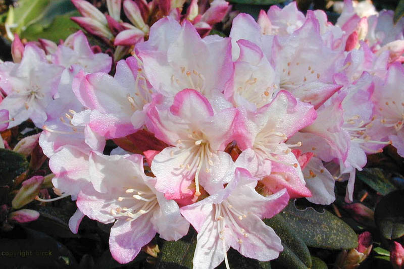Rhododendron 'Ginny Gee', 'Ginny Gee' Rhododendron, Mid Season Rhododendron, Evergreen Rhododendron, White flowers, White rhododendron, White flowering shrub