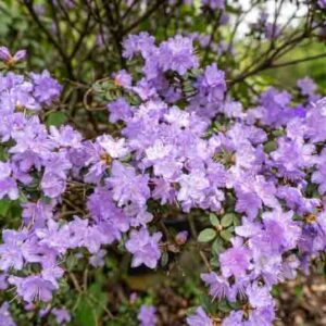 Rhododendron Ramapo