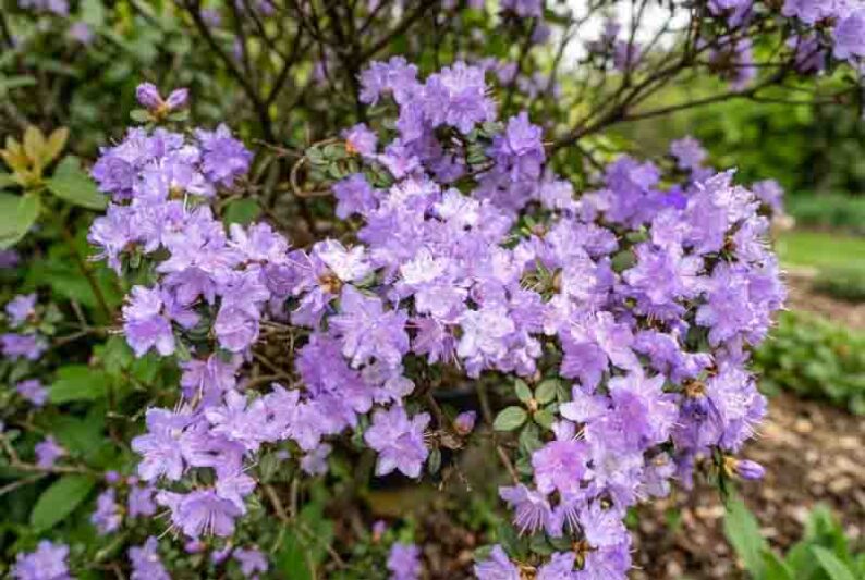 Rhododendron Ramapo