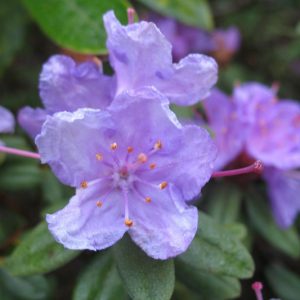 Rhododendron 'Ramapo'