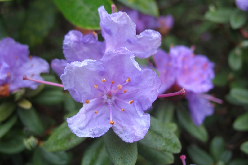 Rhododendron 'Ramapo'