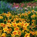 Flowering Daylily flowers (Hemerocallis), closeup in the sunny day.