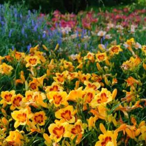 Flowering Daylily flowers (Hemerocallis), closeup in the sunny day.