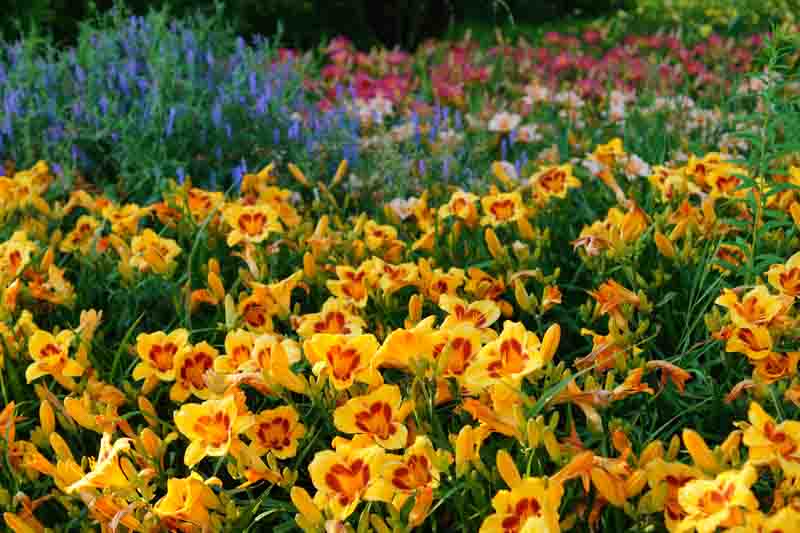 Flowering daylilies in a sunny garden