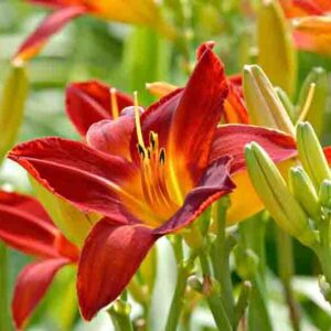 Hemerocallis Sammy Russell, Daylily Sammy Russell, Day Lily Sammy Russell, Sammy Russell Daylily, daylilies, Daylily, Day Lilies, Red day lily, Red Daylily, Red Hemerocallis
