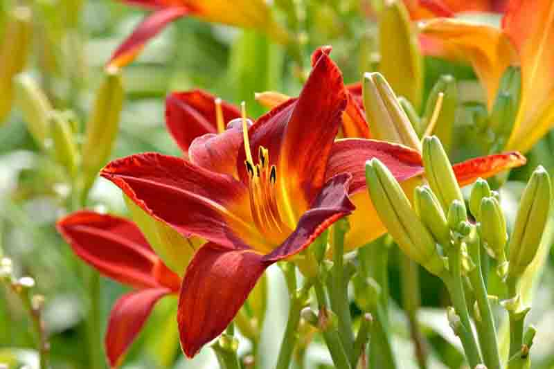 Hemerocallis Sammy Russell, Daylily Sammy Russell, Day Lily Sammy Russell, Sammy Russell Daylily, daylilies, Daylily, Day Lilies, Red day lily, Red Daylily, Red Hemerocallis