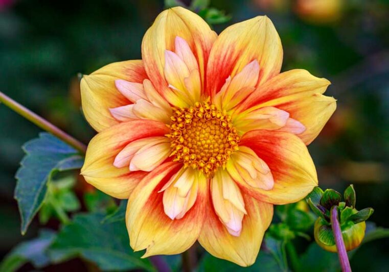 Anemone Dahlias, Collarette Dahlias, Beautiful Dahlias, Best Dahlias, Top Dahlias, Great Dahlias, Dahlia Tubers, Dahlia Bulbs, Dahlia Flower, Dahlia Flowers, summer bulbs