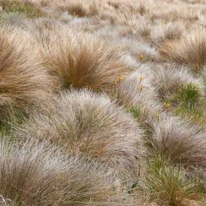 Chionochloa Rubra, Red Tussock Grass, Chionochloa conspicua 'Rubra', Danthonia raoulii var. rubra, Evergreen Grass, New Zealand Grass, New Zealand Red Tussock Grass