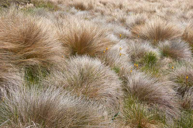 Chionochloa rubra (Red Tussock Grass)