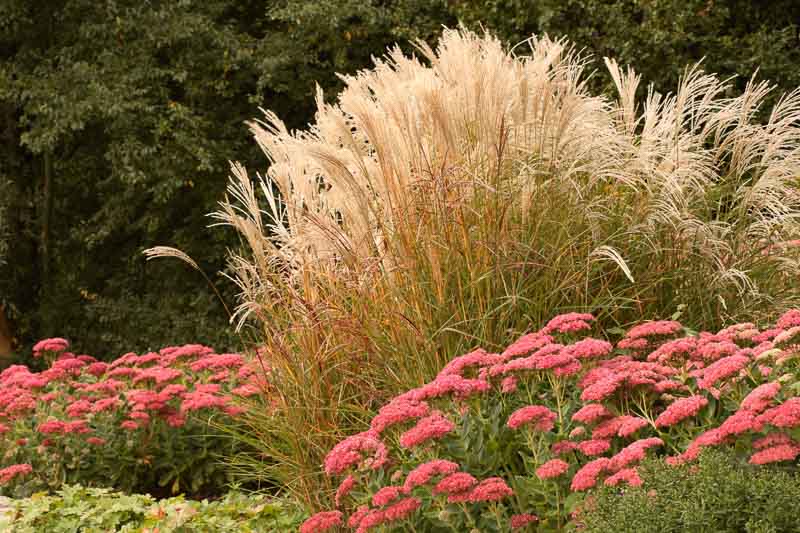 Chinese silver grass,Miscanthus sinensis