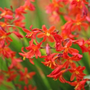 Crocosmia × Crocosmiiflora 'Carmin Brillant', Montbretia 'Carmin Brilliant', Crocosmia × crocosmiiflora 'James Coey', Crocosmia 'Carmin Brilliant, Crocosmia 'James Coey', Crocosmia 'Carmine Brilliant', AGM crocosmia