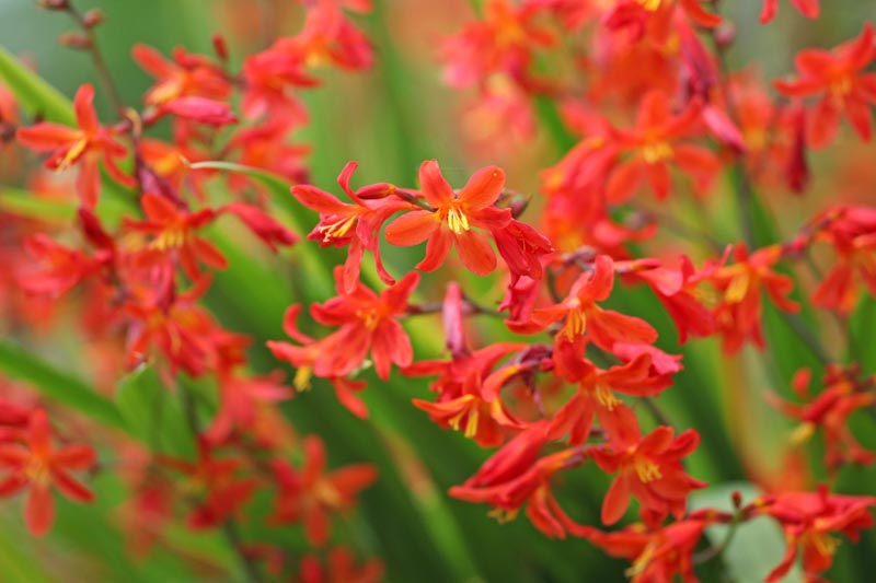 Crocosmia × Crocosmiiflora 'Carmin Brillant', Montbretia 'Carmin Brilliant', Crocosmia × crocosmiiflora 'James Coey', Crocosmia 'Carmin Brilliant, Crocosmia 'James Coey', Crocosmia 'Carmine Brilliant', AGM crocosmia