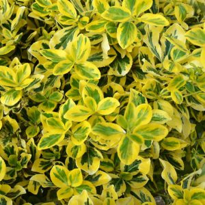 Euonymus Fortunei 'Emerald 'n' Gold', Wintercreeper 'Emerald 'n' Gold', Spindle 'Emerald 'n' Gold', evergreen shrubs