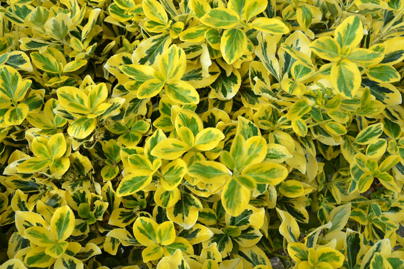 Euonymus Fortunei 'Emerald 'n' Gold', Wintercreeper 'Emerald 'n' Gold', Spindle 'Emerald 'n' Gold', evergreen shrubs