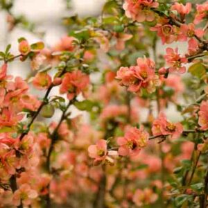 Chaenomeles japonica, Japanese Quince, Flowering Quince, Maule's Quince, Dwarf Quince, Japanese Flowering Quince