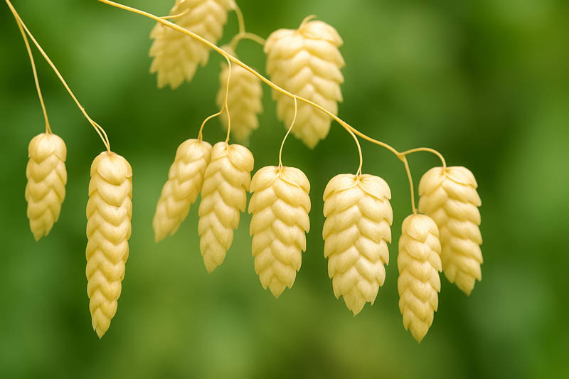 Briza Media, Quaking Grass, Ornamental Grass, Decorative Grass, Common Quaking Grass, Rattle Grass, Pearl Grass, Shivering grass, Trembling Grass, Cow Quakes, Didder, Totter, Dillies