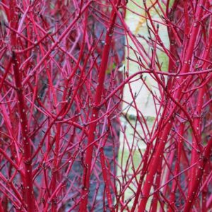 Cornus Alba, Tatarian Dogwood 'Sibirica', Red-Barked Dogwood 'Sibirica', White Dogwood 'Sibirica', Siberian Dogwood 'Sibirica', Deciduous Shrubs, Foliage, Fall color, Winter color, shrub with berries