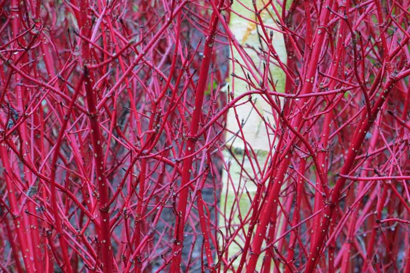 Cornus Alba, Tatarian Dogwood 'Sibirica', Red-Barked Dogwood 'Sibirica', White Dogwood 'Sibirica', Siberian Dogwood 'Sibirica', Deciduous Shrubs, Foliage, Fall color, Winter color, shrub with berries