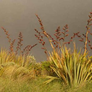 Phormium Tenax, New Zealand Flax, Evergreen Perennial, Common Flax Lily, Flax Bush, New Zealand Hemp, Coastal Flax