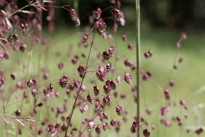 Briza Media, Quaking Grass, Ornamental Grass, Decorative Grass, Common Quaking Grass, Rattle Grass, Pearl Grass, Shivering grass, Trembling Grass, Cow Quakes, Didder, Totter, Dillies