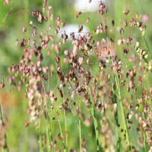 Briza Media, Quaking Grass, Ornamental Grass, Decorative Grass, Common Quaking Grass, Rattle Grass, Pearl Grass, Shivering grass, Trembling Grass, Cow Quakes, Didder, Totter, Dillies