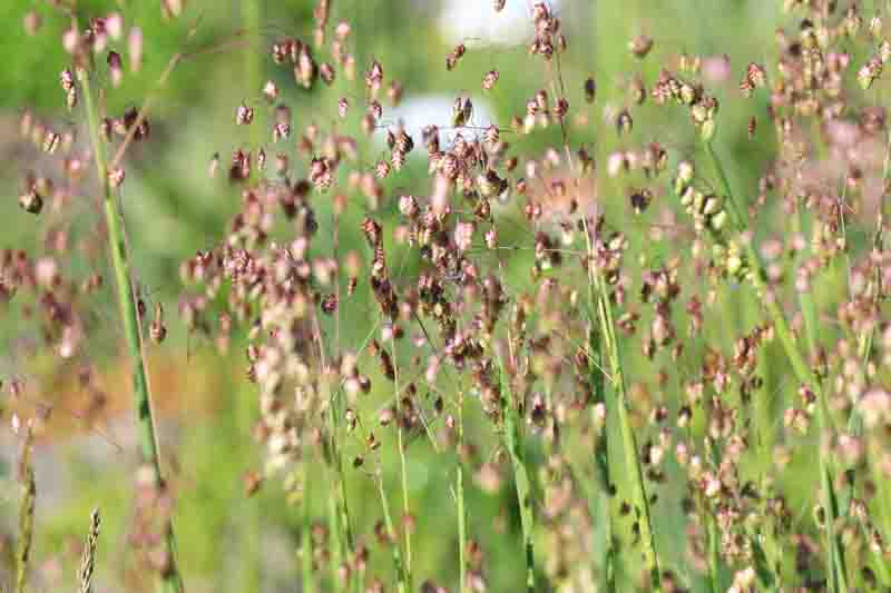 Briza Media, Quaking Grass, Ornamental Grass, Decorative Grass, Common Quaking Grass, Rattle Grass, Pearl Grass, Shivering grass, Trembling Grass, Cow Quakes, Didder, Totter, Dillies