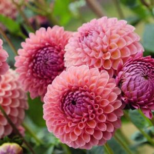 Dahlia Jowey Winnie,Jowey Winnie Dahlia, Ball Dahlias, Salmon Dahlias, Dahlia Tubers, Dahlia Bulbs, Dahlia Flower, Dahlia Flowers, summer bulbs, Pink Dahlias