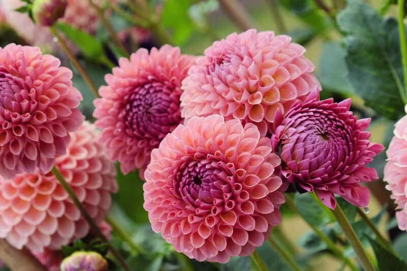 Dahlia Jowey Winnie,Jowey Winnie Dahlia, Ball Dahlias, Salmon Dahlias, Dahlia Tubers, Dahlia Bulbs, Dahlia Flower, Dahlia Flowers, summer bulbs, Pink Dahlias