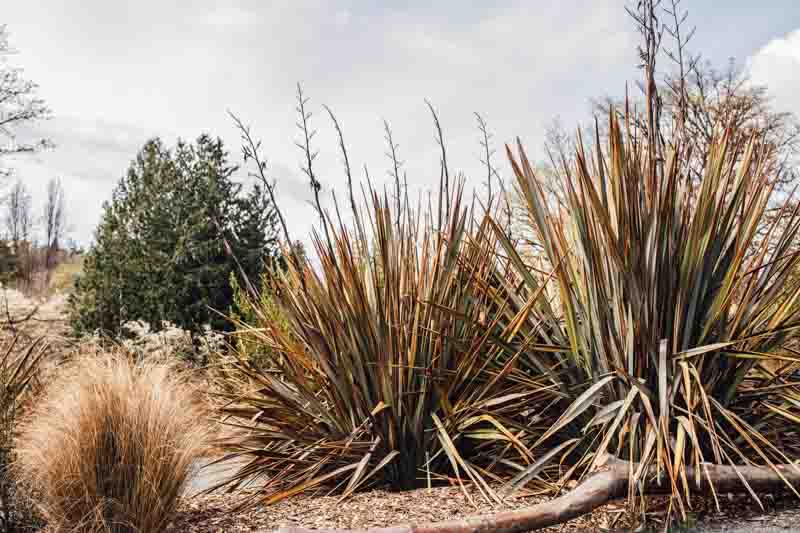 Phormium Tenax, New Zealand Flax, Evergreen Perennial, Common Flax Lily, Flax Bush, New Zealand Hemp, Coastal Flax