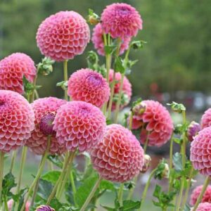 Dahlia Jowey Winnie,Jowey Winnie Dahlia, Ball Dahlias, Salmon Dahlias, Dahlia Tubers, Dahlia Bulbs, Dahlia Flower, Dahlia Flowers, summer bulbs, Pink Dahlias