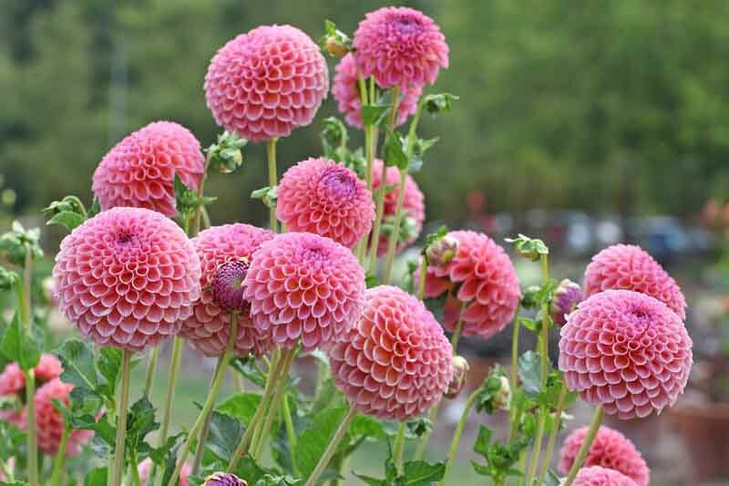 Dahlia Jowey Winnie,Jowey Winnie Dahlia, Ball Dahlias, Salmon Dahlias, Dahlia Tubers, Dahlia Bulbs, Dahlia Flower, Dahlia Flowers, summer bulbs, Pink Dahlias