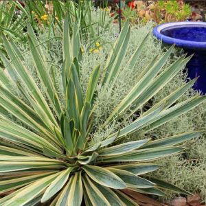 yucca gloriosa variegata