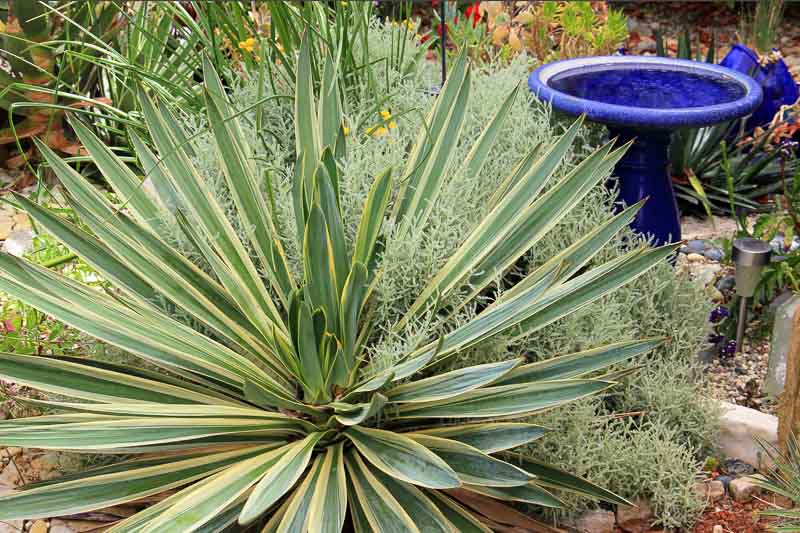 yucca gloriosa variegata