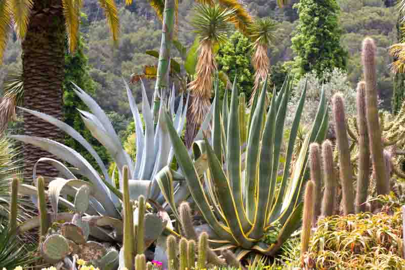Agave americana, Agave,American Aloe, American Century Plant, Century Plant, Maguey, Mexican Soap Plant, Succulent