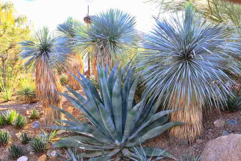 Agave americana, Agave,American Aloe, American Century Plant, Century Plant, Maguey, Mexican Soap Plant, Succulent