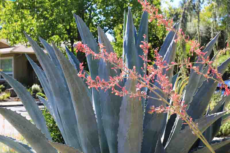 Agave americana, Agave,American Aloe, American Century Plant, Century Plant, Maguey, Mexican Soap Plant, Succulent