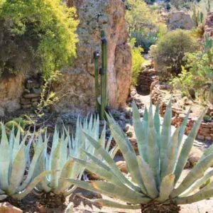 Agave Americana, American Aloe, Century Plant, Maguey, Flowering Aloe, Spiked Aloe