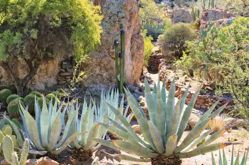 Agave Americana, American Aloe, Century Plant, Maguey, Flowering Aloe, Spiked Aloe