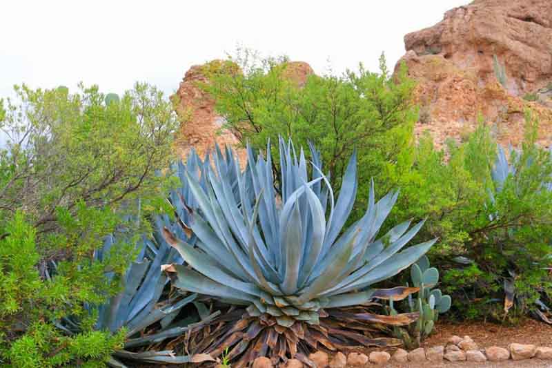 Agave americana, Agave,American Aloe, American Century Plant, Century Plant, Maguey, Mexican Soap Plant, Succulent