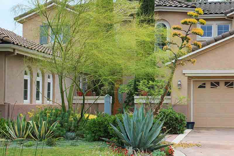 Agave americana, Agave,American Aloe, American Century Plant, Century Plant, Maguey, Mexican Soap Plant, Succulent