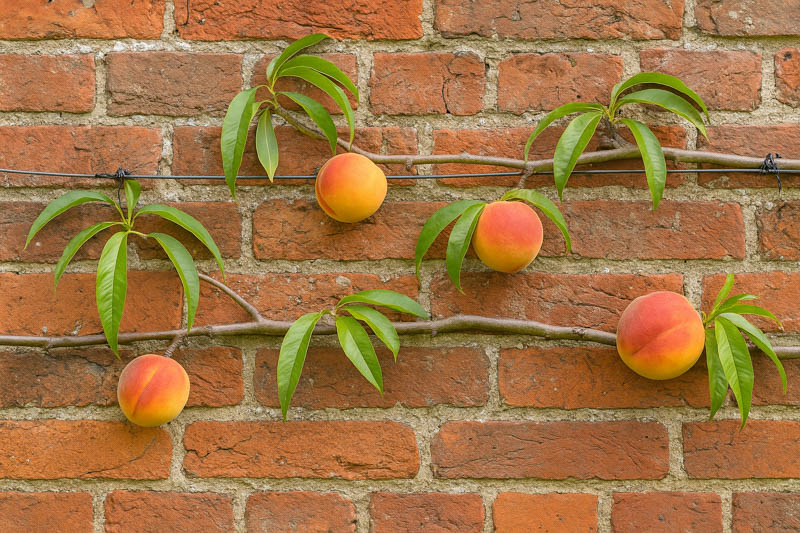 Peach , Espalier, Peaches, Peach Tree, Peach Blossom, Prunus persica