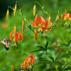 Lilium Superbum, Swamp Lily, American Turk's Cap Lily, Common Turk's Cap Lilies, Summer flowering Bulb, early flowering lilies, orange lilies, part shade lilies, part shade flowering bulbs