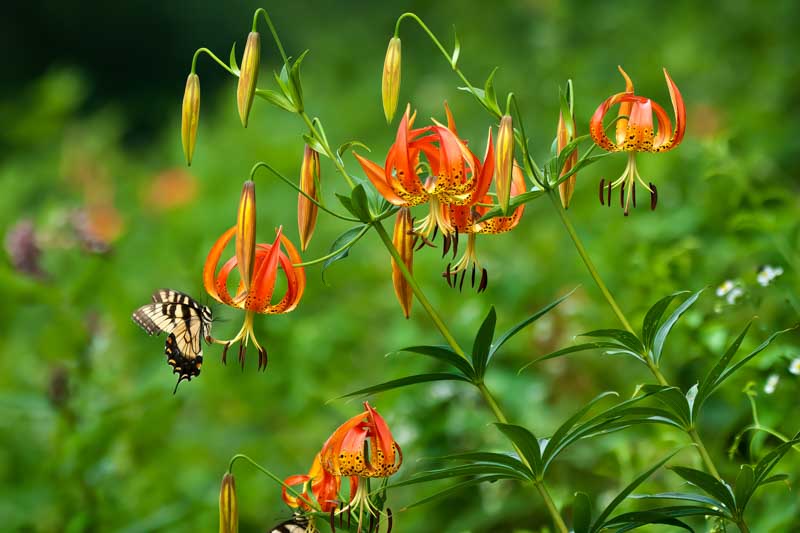 Lilium Superbum, Swamp Lily, American Turk's Cap Lily, Common Turk's Cap Lilies, Summer flowering Bulb, early flowering lilies, orange lilies, part shade lilies, part shade flowering bulbs