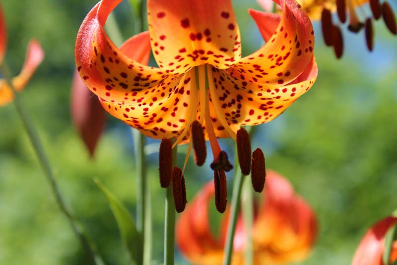 Lilium Superbum, Swamp Lily, American Turk's Cap Lily, Common Turk's Cap Lilies, Summer flowering Bulb, early flowering lilies, orange lilies, part shade lilies, part shade flowering bulbs