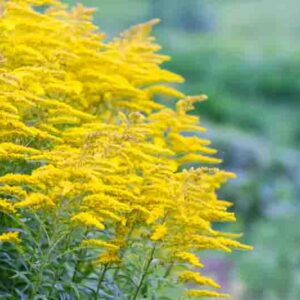 Solidago 'Goldkind', Solidago 'Golden Baby', Goldenrod 'Goldkind', Goldenrod 'Golden Baby', Solidago canadensis 'Golden Baby', Solidago 'Yellow Springs', Fall perennials, Fall Flowers, Yellow flowers