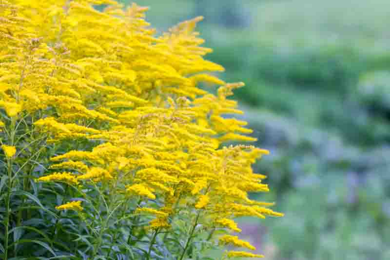 Solidago 'Goldkind', Solidago 'Golden Baby', Goldenrod 'Goldkind', Goldenrod 'Golden Baby', Solidago canadensis 'Golden Baby', Solidago 'Yellow Springs', Fall perennials, Fall Flowers, Yellow flowers